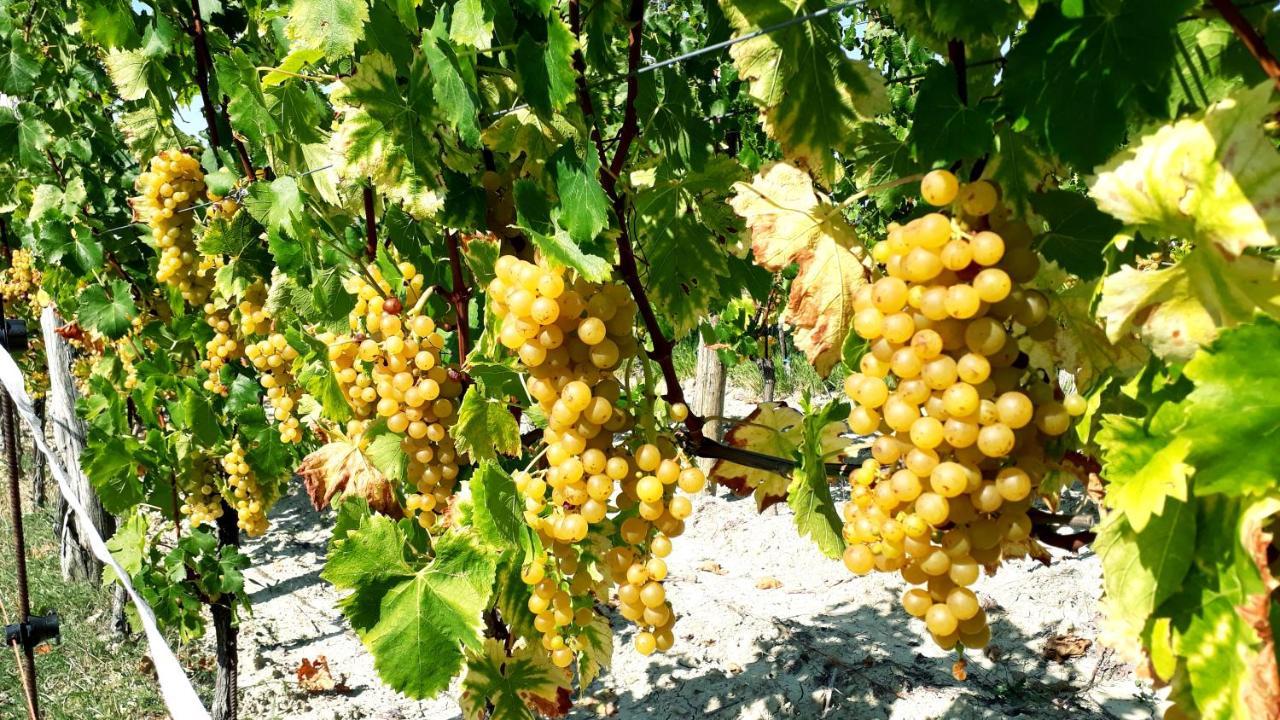 Wine House Rakar Casa de hóspedes Gračišče Exterior foto